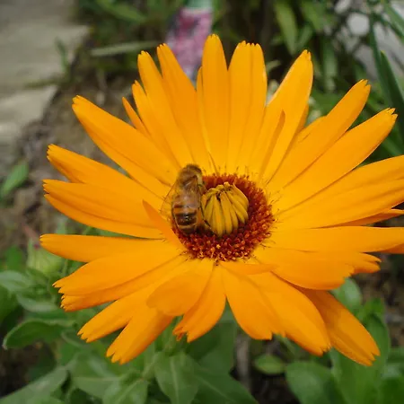 Casa Calendula Cassinasco