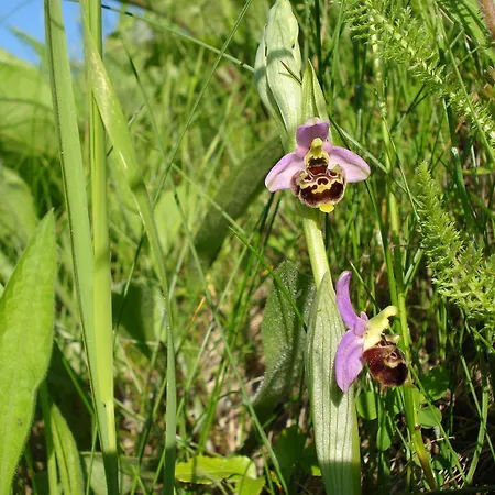 منزل ريفي Casa Calendula