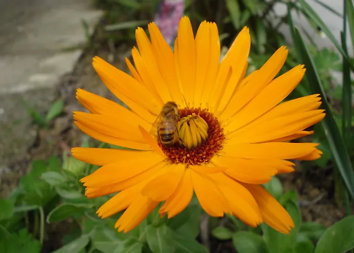 Casa Calendula Cassinasco
