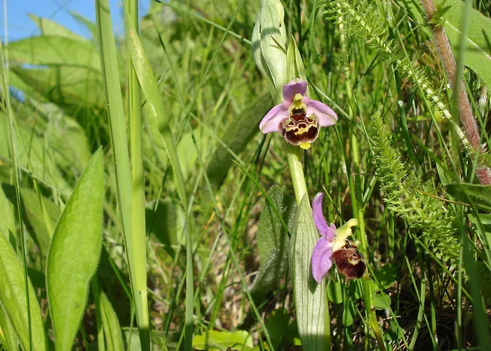 בית כפרי Casa Calendula